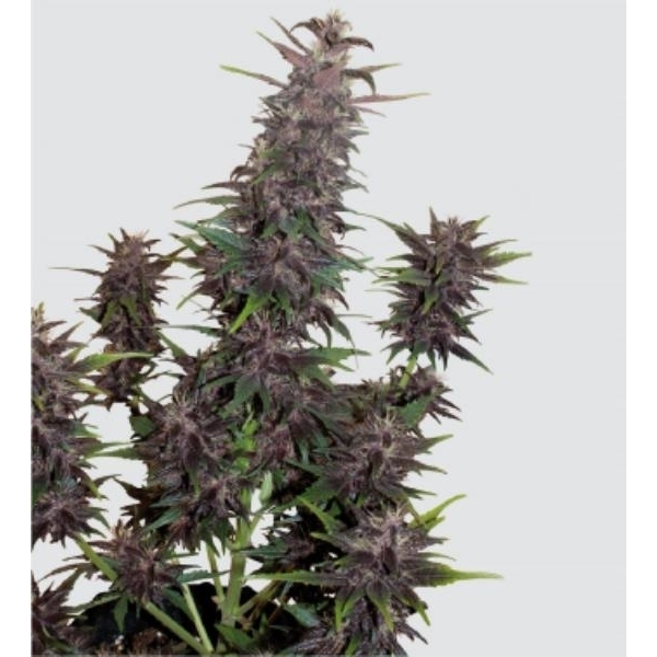 Purple Kush Auto (Buddha Seeds) Feminiserade
