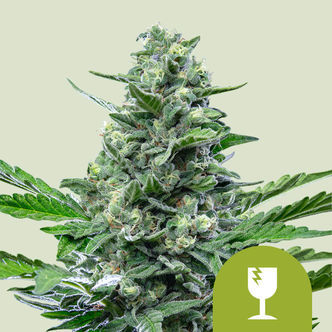 Royal Critical Automatic (Royal Queen Seeds) feminiserad