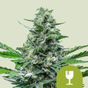 Royal Critical Autoflower (Royal Queen Seeds) Feminiserade