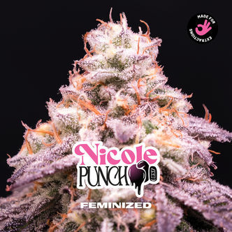 Nicole Punch (Zamnesia Seeds) Feminiserade