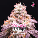 Nicole Punch (BSF Seeds) Feminiserade