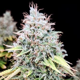 Apple OG (Pure Instinto) Feminiserade cannabisfr&ouml;n