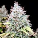 Apple OG (Pure Instinto) Feminiserade