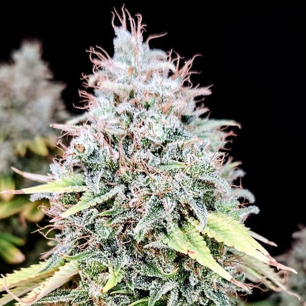 Apple OG (Pure Instinto) Feminiserade