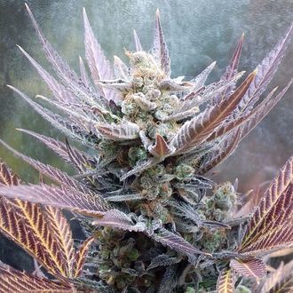 Cherry Cookies (Pure Instinto) Feminiserade