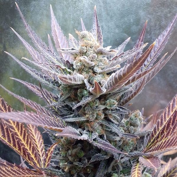 Cherry Cookies (Pure Instinto) Feminiserade
