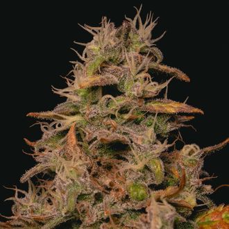 Forbidden Fruit Cake (Pure Instinto) Feminiserade