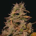 Forbidden Fruit Cake (Pure Instinto) Feminiserade