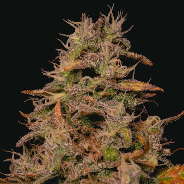 Forbidden Fruit Cake (Pure Instinto) Feminiserade