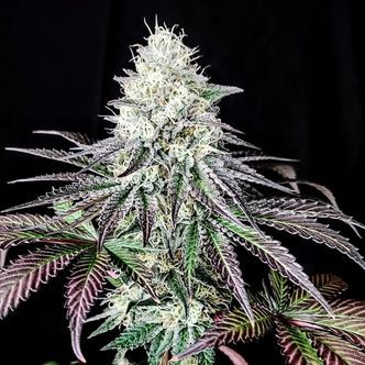 Garlic Cookies (Pure Instinto) feminiserade cannabisfr&ouml;n