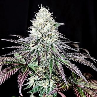 Garlic Cookies (Pure Instinto) Feminiserade