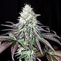 Garlic Cookies (Pure Instinto) Feminiserade