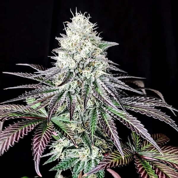 Garlic Cookies (Pure Instinto) Feminiserade