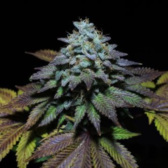 Gorilla Cookies (Pure Instinto) feminiserade cannabisfr&ouml;n
