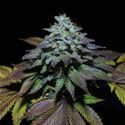 Gorilla Cookies (Pure Instinto) Feminiserade