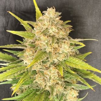 Melon Gum (Pure Instinto) feminiserade cannabisfr&ouml;n