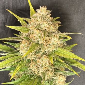 Melon Gum (Pure Instinto) Feminiserade