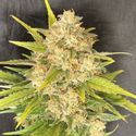 Melon Gum (Pure Instinto) Feminiserade