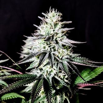 Pure Ice-Cream (Pure Instinto) Feminiserade