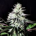 Pure Ice-Cream (Pure Instinto) Feminiserade