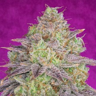Shiskaberry (Pure Instinto) Feminiserade