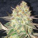 Spooky OG (Pure Instinto) Feminiserade
