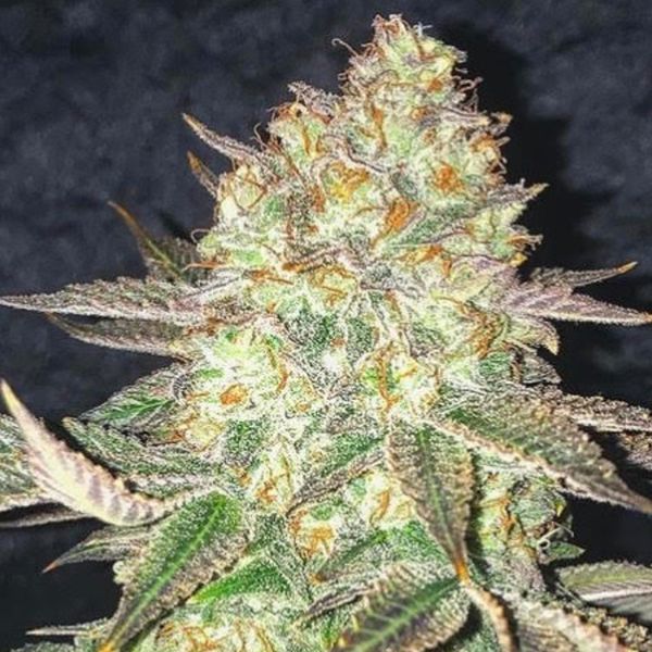 Spooky OG (Pure Instinto) Feminiserade