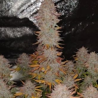Sticky Gorilla 4 (Pure Instinto) Feminiserade