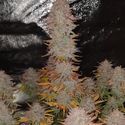 Sticky Gorilla 4 (Pure Instinto) Feminiserade