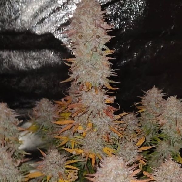 Sticky Gorilla 4 (Pure Instinto) Feminiserade