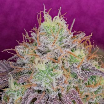 Watermelon Zkittlez (Pure Instinto) feminiserade cannabisfr&ouml;n