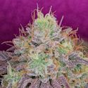 Watermelon Zkittlez (Pure Instinto) Feminiserade