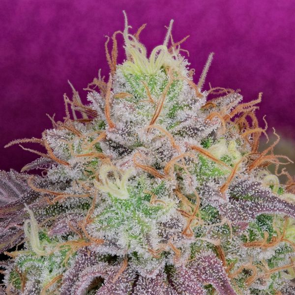Watermelon Zkittlez (Pure Instinto) Feminiserade