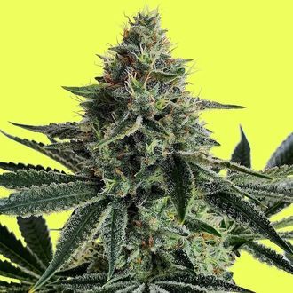 Lemon Storm (Pure Instinto) Feminiserade