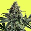 Lemon Storm (Pure Instinto) Feminiserade