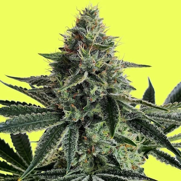 Lemon Storm (Pure Instinto) Feminiserade