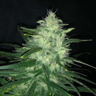Wedding Cake (Pure Instinto) feminiserade cannabisfr&ouml;n