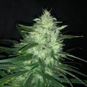 Wedding Cake (Pure Instinto) Feminiserade