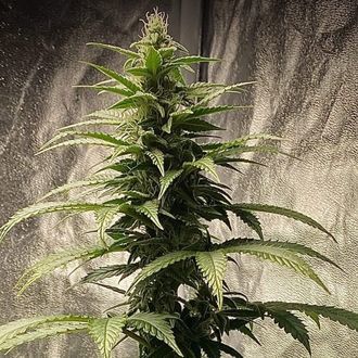 Strawberry Shortcake Auto (Pure Instinto) Feminiserade