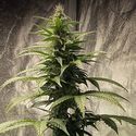 Strawberry Shortcake Auto (Pure Instinto) Feminiserade