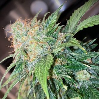 Mandarin Cream Auto (Pure Instinto) feminiserade cannabisfr&ouml;n