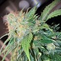 Clementine Dream Auto (Pure Instinto) Feminiserade
