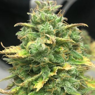 Mimosa Cake Auto (Pure Instinto) feminiserade cannabisfr&ouml;n