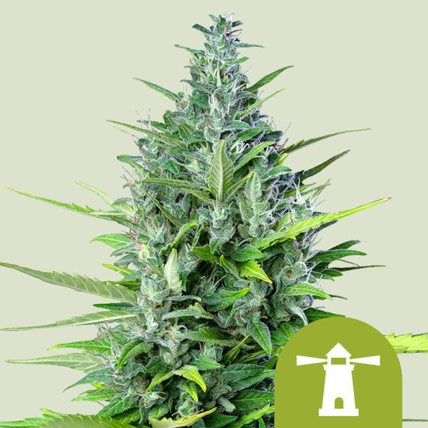 Royal Haze Autoflower (Royal Queen Seeds) Feminiserade
