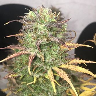 Girl Scout Kush Auto (Pure Instinto) feminiserade
