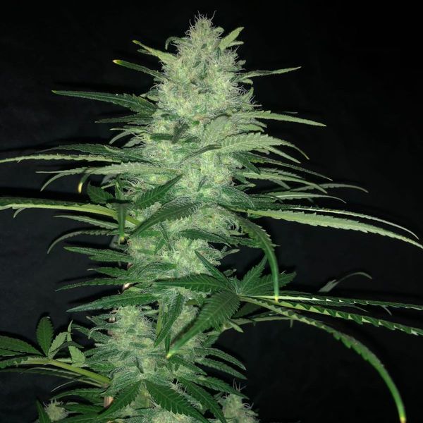 Purple Punch Auto (Pure Instinto) Feminiserade
