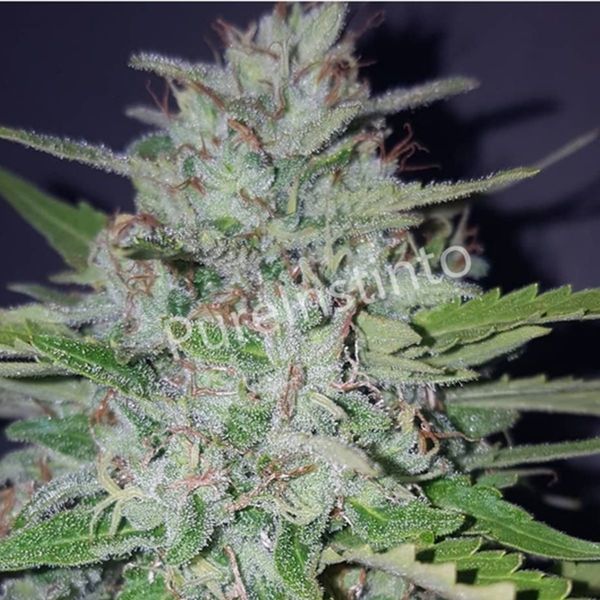 Shotgun Auto (Pure Instinto) Feminiserade