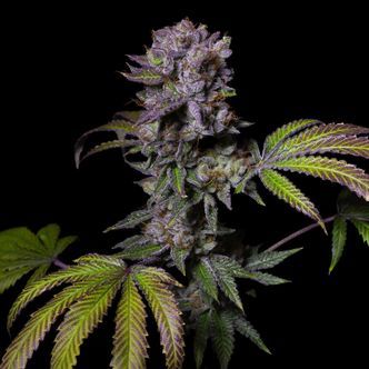 Aca-Dos Delight (Pure Instinto) feminiserade