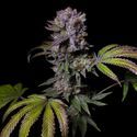 Aca-Dos Delight (Pure Instinto) Feminiserade
