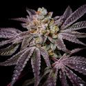 Insanity OG (Pure Instinto) Feminiserade